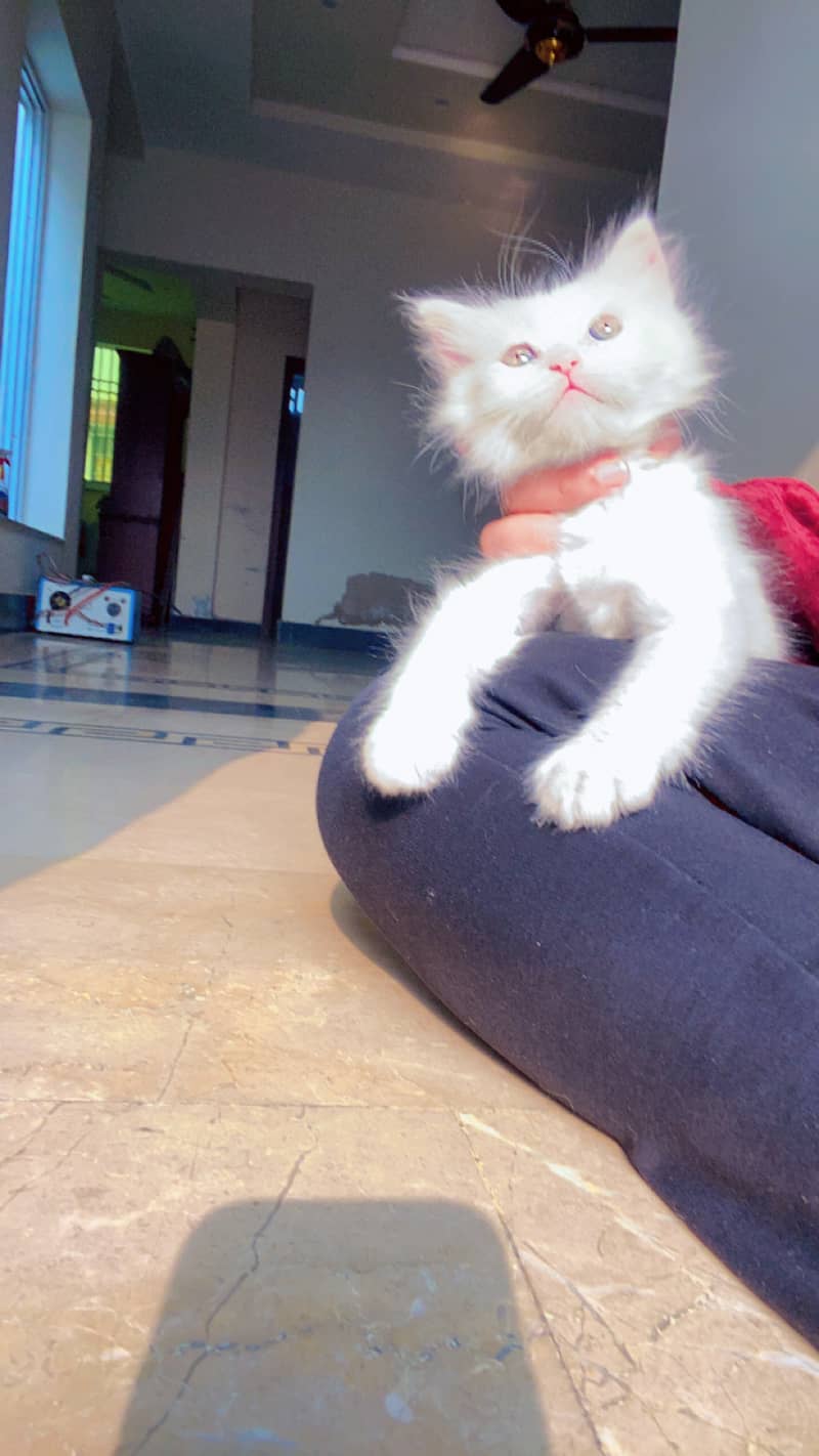 Male, Purebred Persian ragdoll, Green eyes, Tripple coated 1