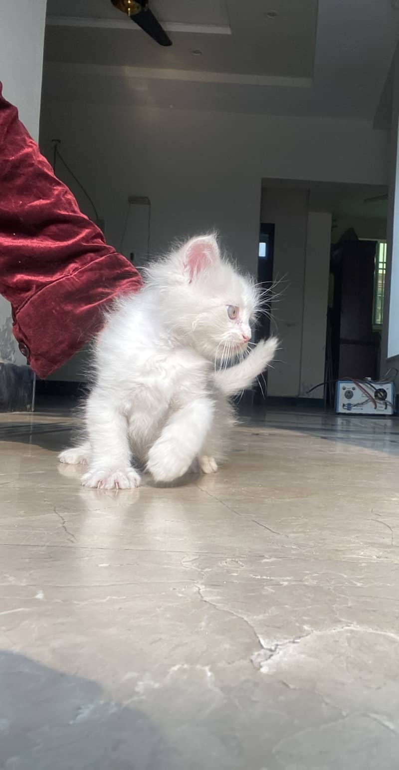 Male, Purebred Persian ragdoll, Green eyes, Tripple coated 2