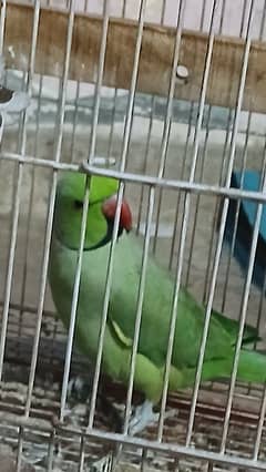 Green Parrot