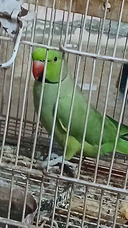 Green Parrot 1