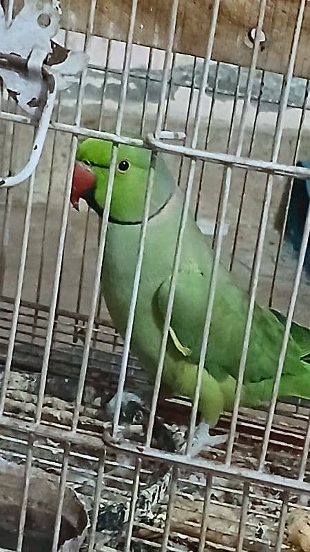 Green Parrot 2