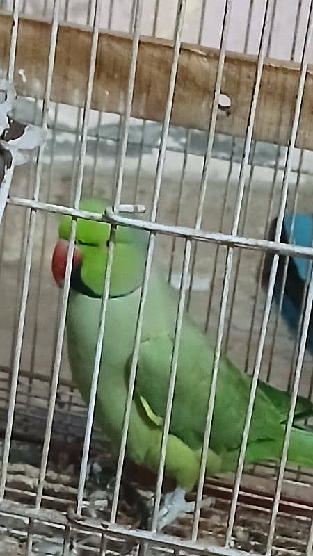 Green Parrot 3