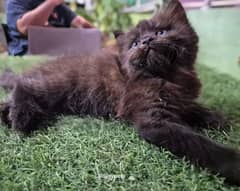 PERSIAN KITTEN FOR SALE ONLY CONTACT WHATUP 03201711036