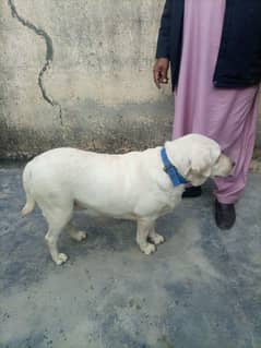 Labrador Dog For Sale