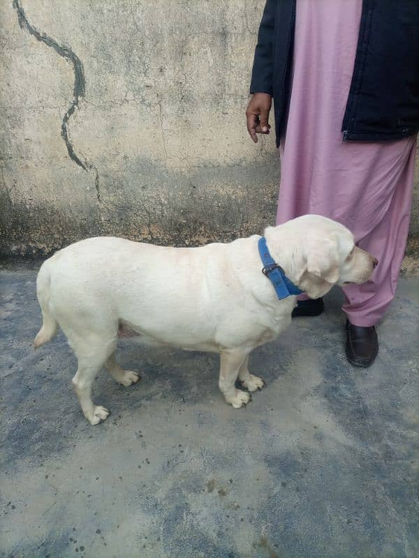 Labrador Dog For Sale 0