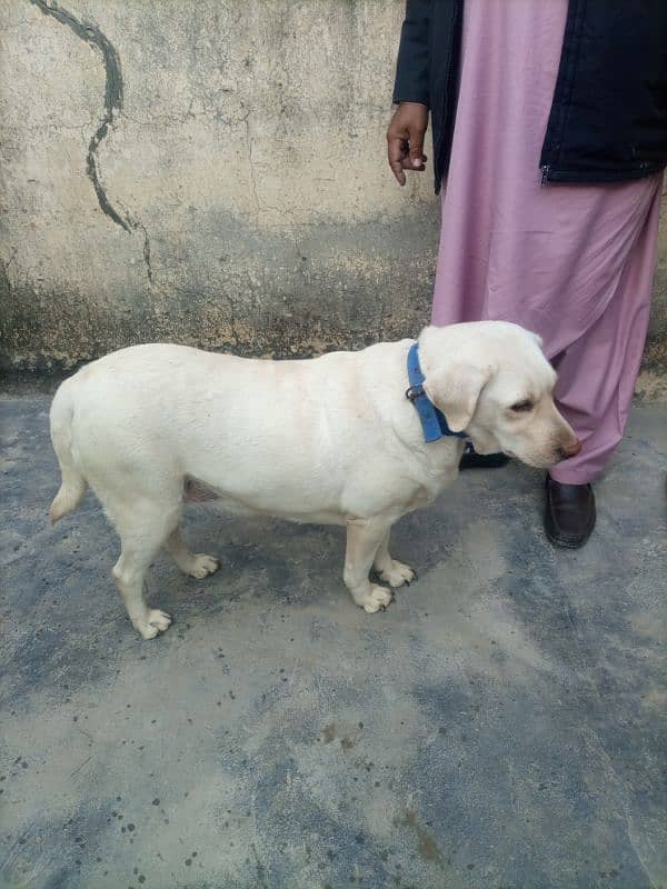 Labrador Dog For Sale 1