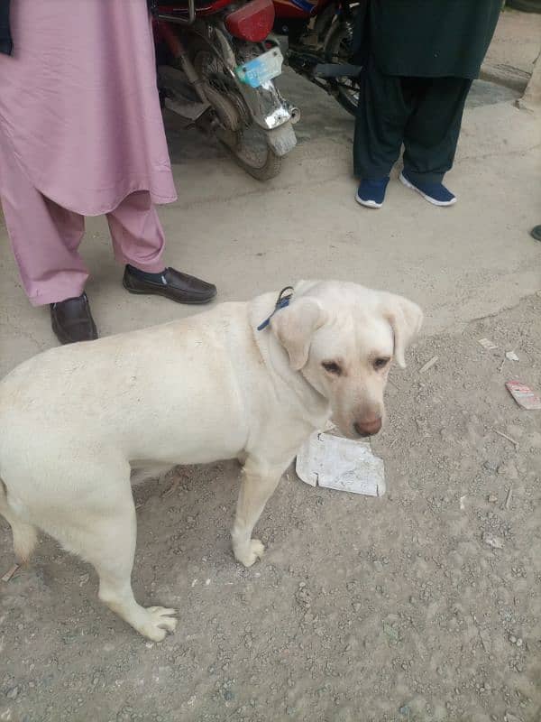 Labrador Dog For Sale 2