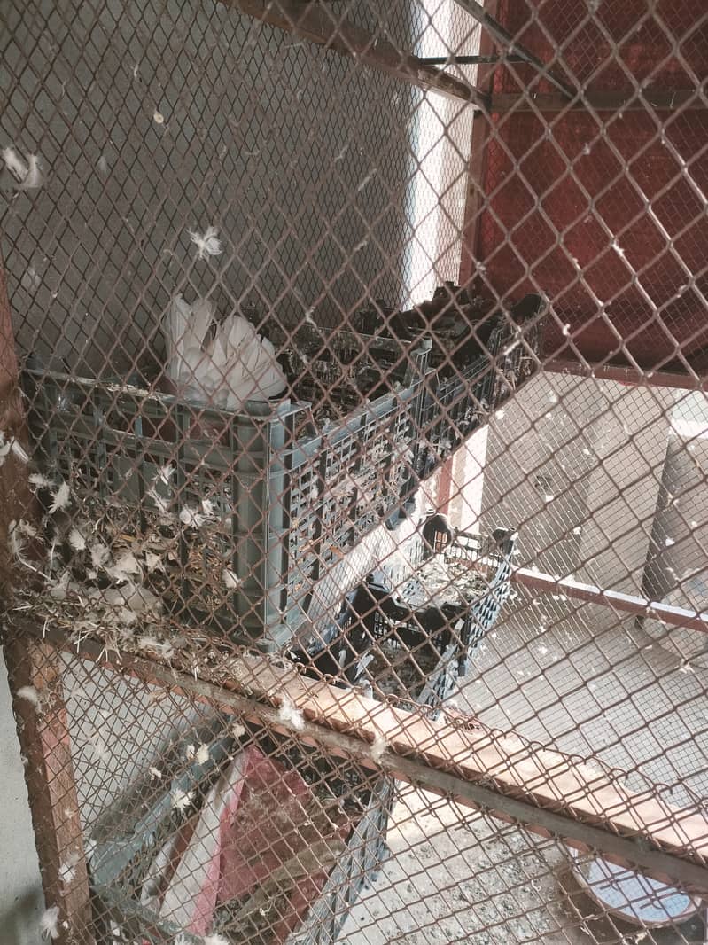 Pigeon Cage for Sale - Slightly used. 3