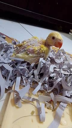 yellow ringneck chick for sale