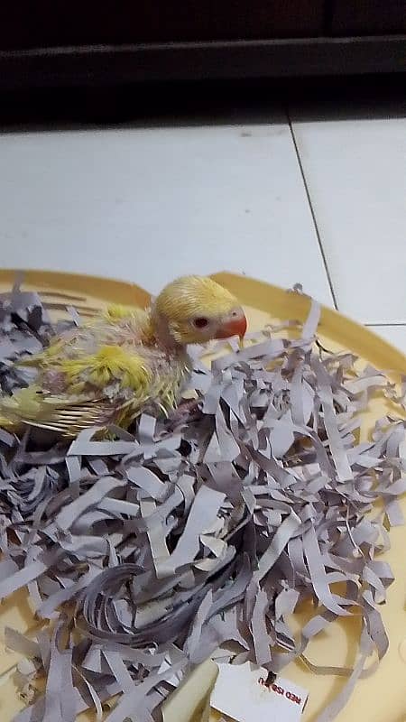 yellow ringneck chick for sale 1