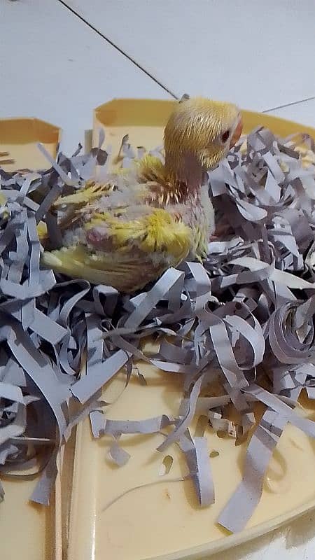 yellow ringneck chick for sale 2