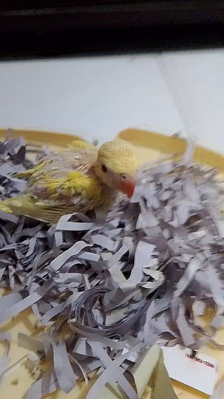 yellow ringneck chick for sale 3