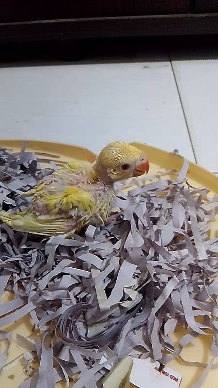 yellow ringneck chick for sale 4