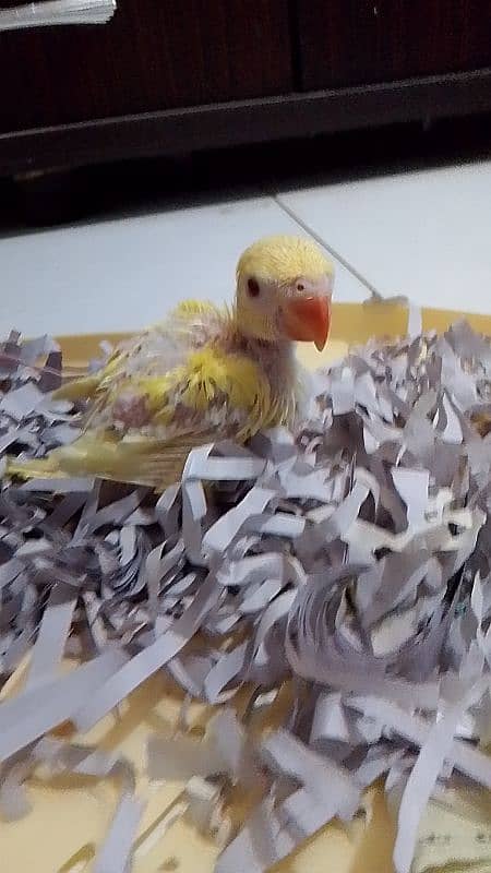 yellow ringneck chick for sale 5