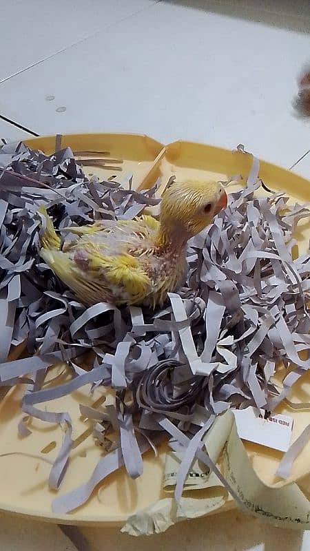 yellow ringneck chick for sale 6