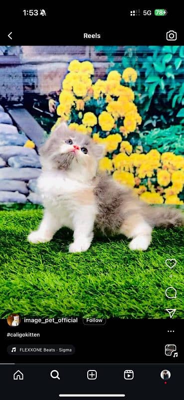 Persian Punch face triple coat cat Kitten 11