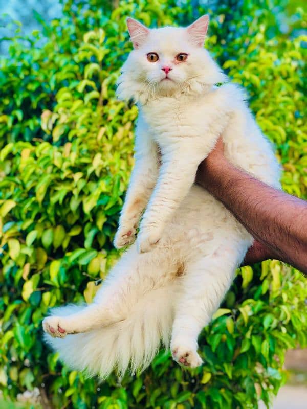 Persian Punch face triple coat cat Kitten 18