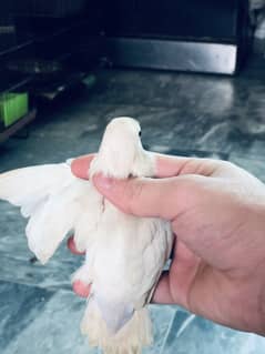 Albino split ino pair for sale with eggs female with DNA