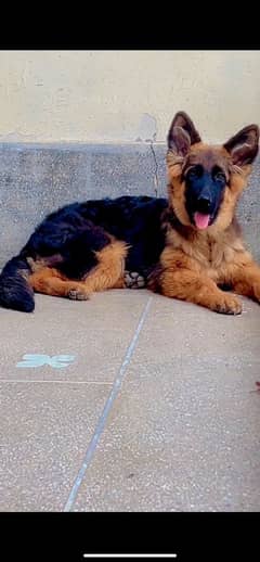 pedigree German Shepherd female available for sale