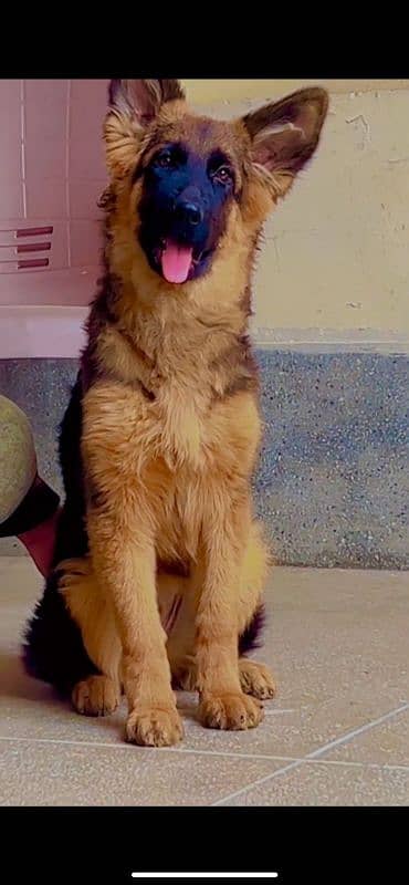 pedigree German Shepherd female available for sale 2