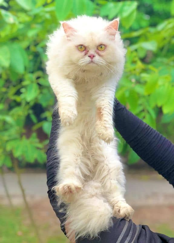 Persian Punch face triple coat cat Kitten 7