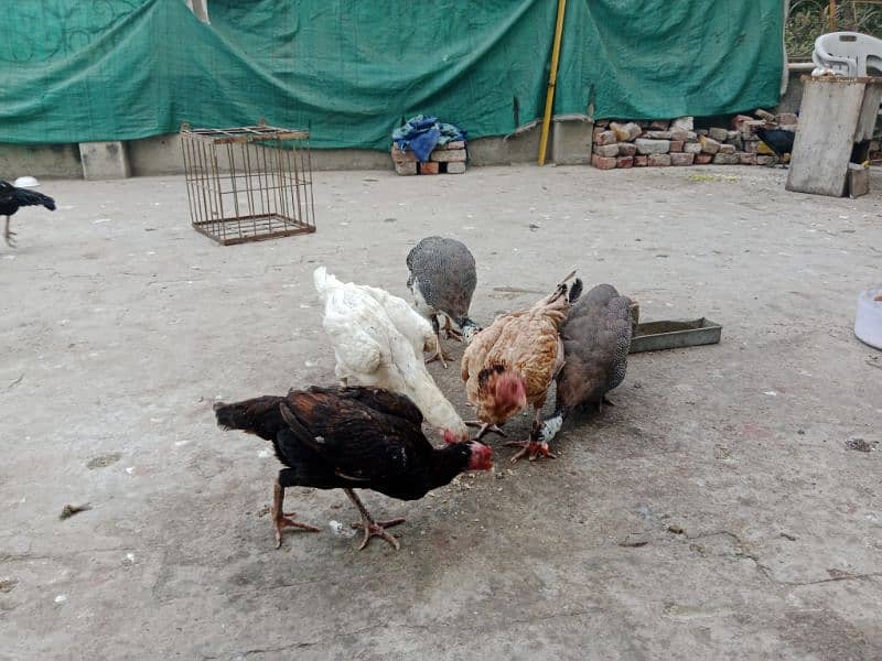 Aseel Hens for sale 0