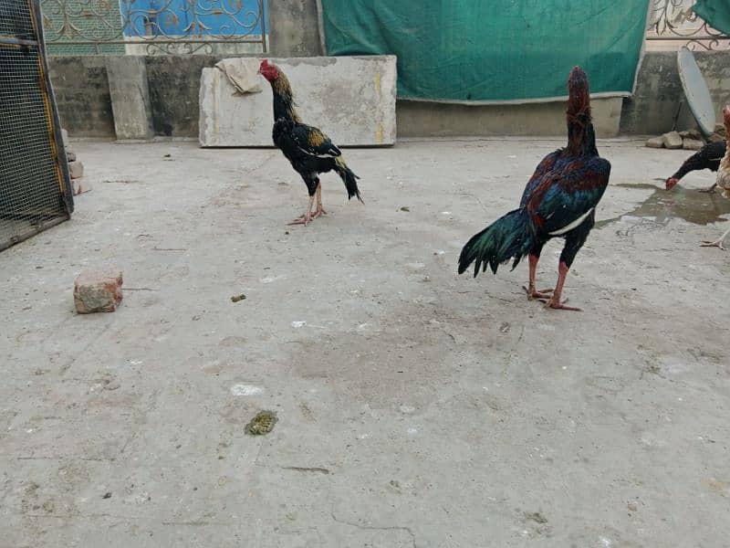 Aseel Hens for sale 1