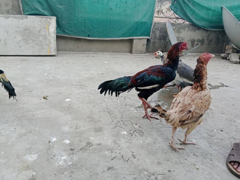 Aseel Hens for sale 3