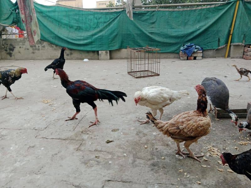 Aseel Hens for sale 4