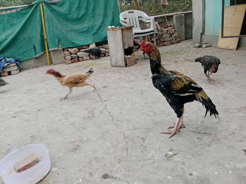 Aseel Hens for sale 5