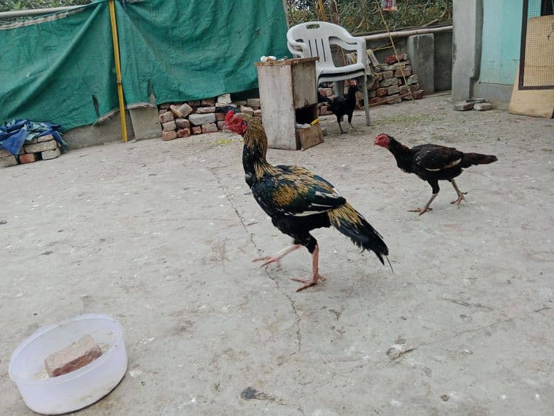 Aseel Hens for sale 6