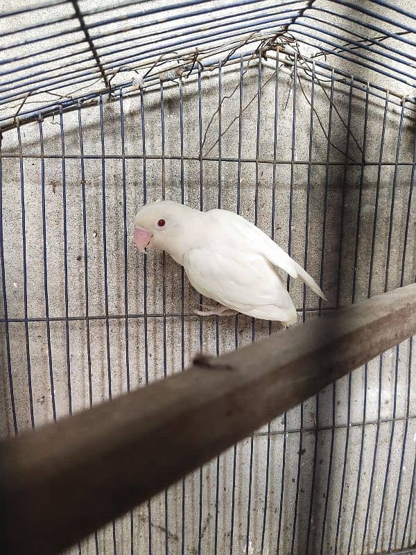 Albino red eyes female 6