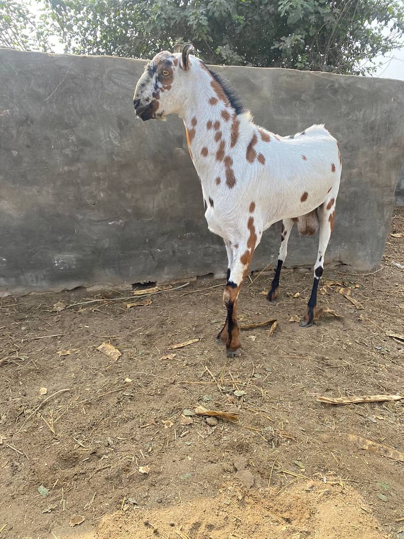 Breeder Bakra | Beetal | Barbri Male | Gaot | بکرا |  Breeder 1