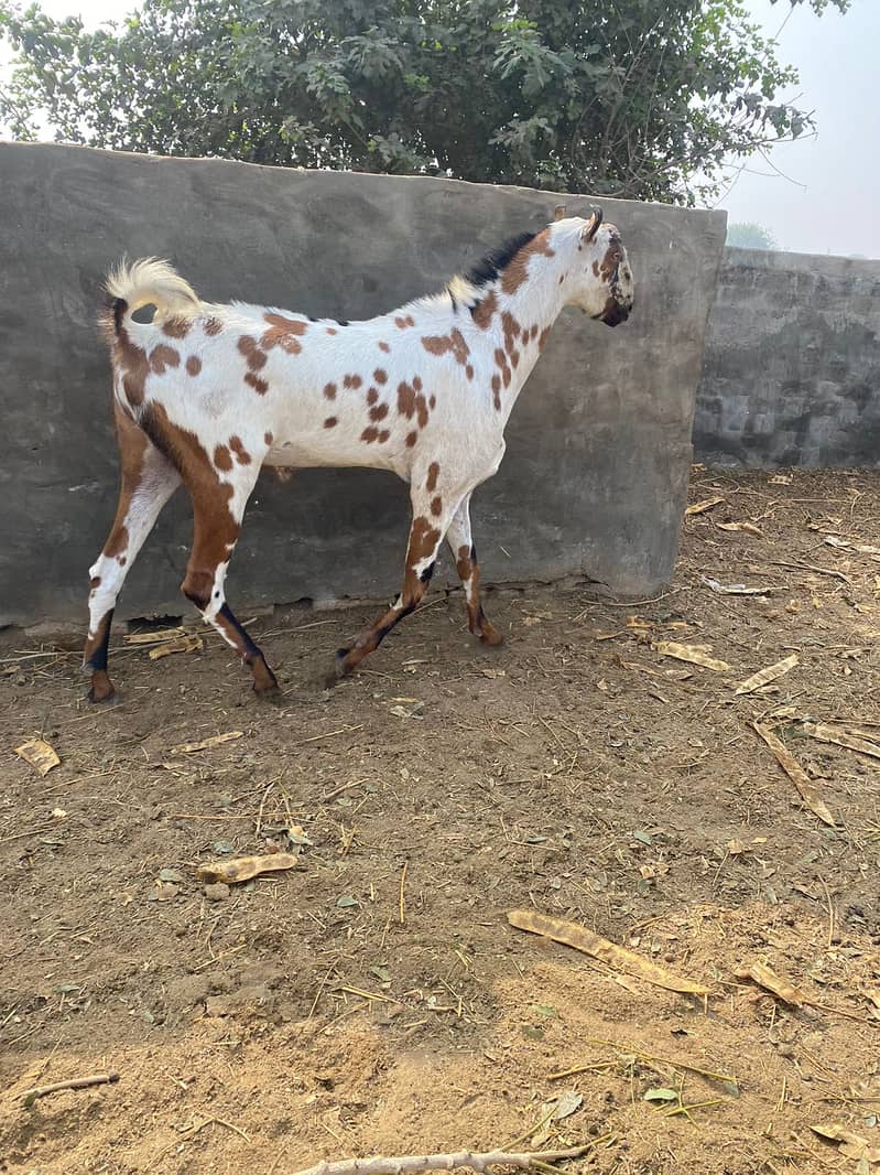 Breeder Bakra | Beetal | Barbri Male | Gaot | بکرا |  Breeder 3