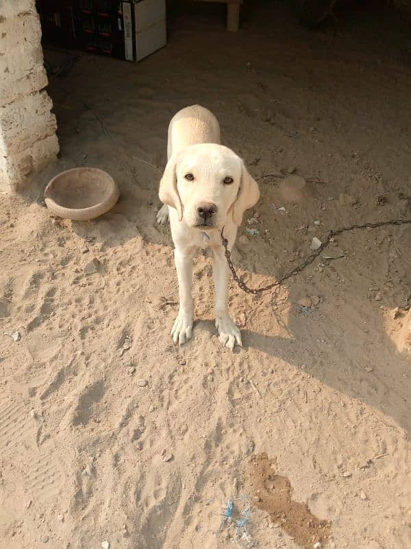 Of white lab 1