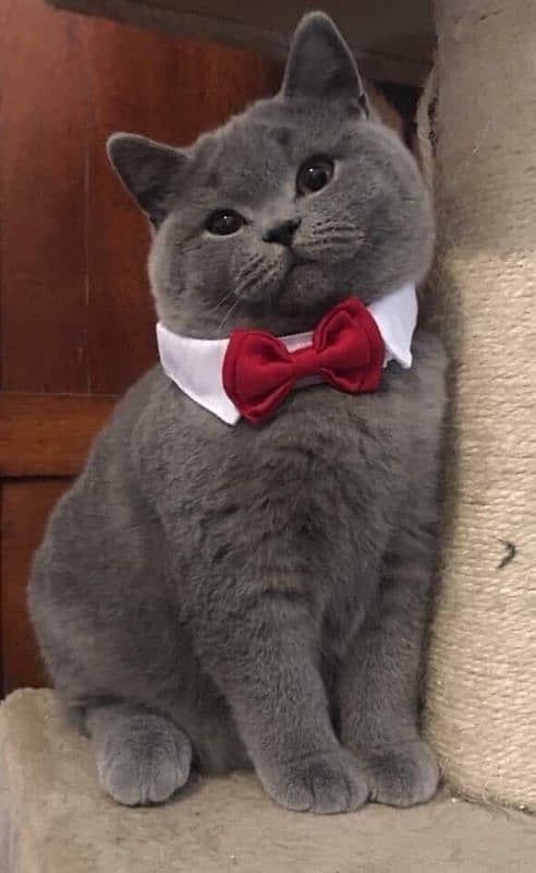 AUTHENTIC, ORIGINAL, CROSSING BRITISH SHORTHAIR ,PAWS APPROVED MALE 2