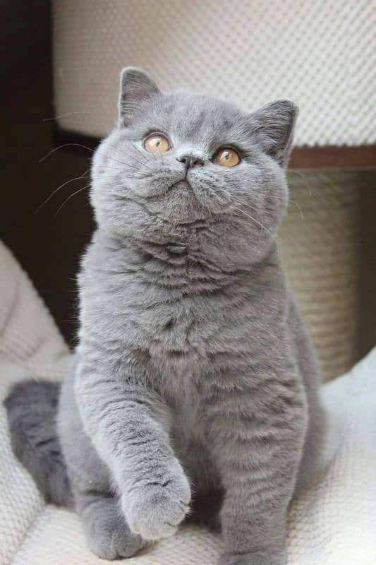 AUTHENTIC, ORIGINAL, CROSSING BRITISH SHORTHAIR ,PAWS APPROVED MALE 3