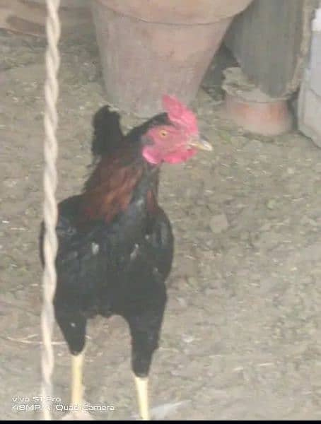 black hen pair+ desi murgha 5