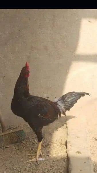 black hen pair+ desi murgha 7