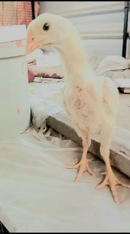 White O-Shamo Chicks 2