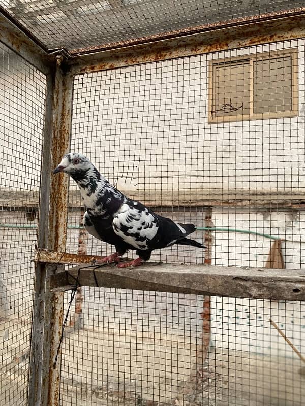 Breeder Pigeon 0