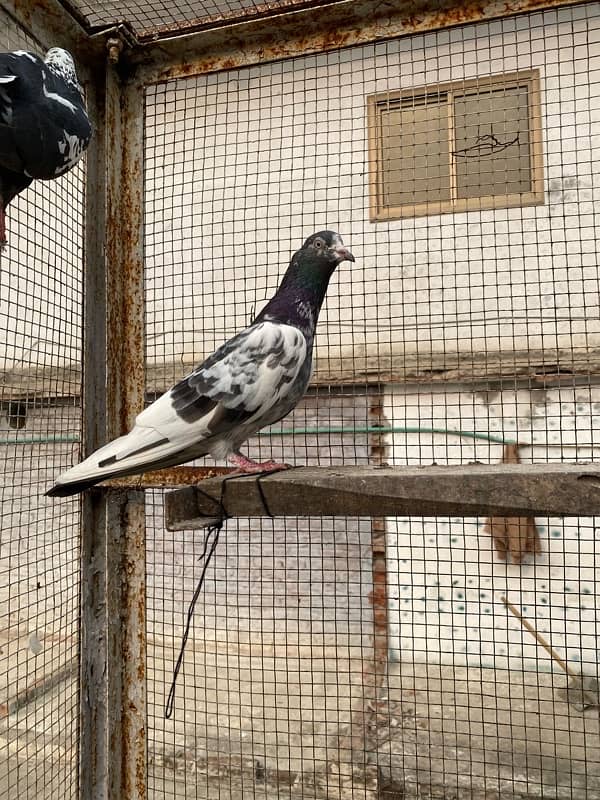 Breeder Pigeon 1