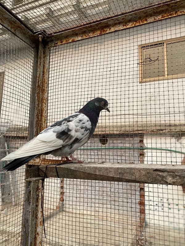 Breeder Pigeon 2