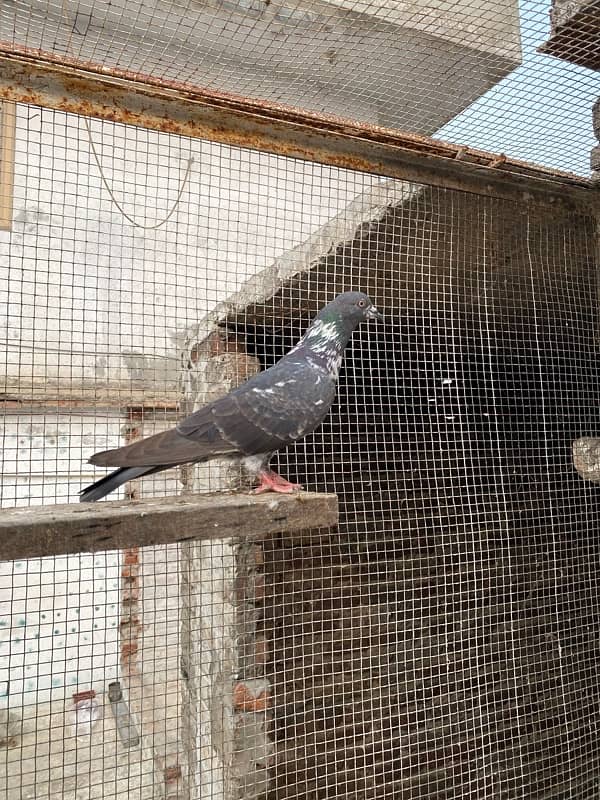 Breeder Pigeon 3