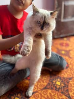 Black and White Cat