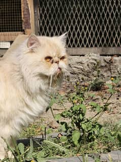 Male Persian cat