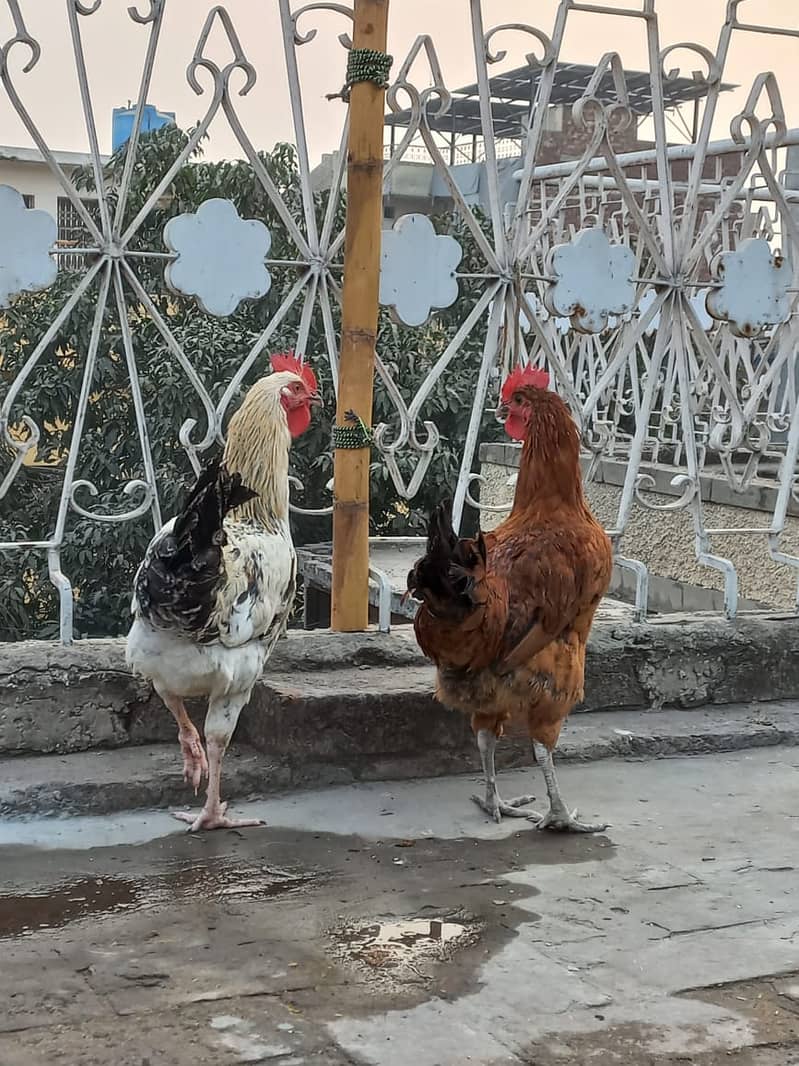 Golden Miris Male Hens For Sale 0