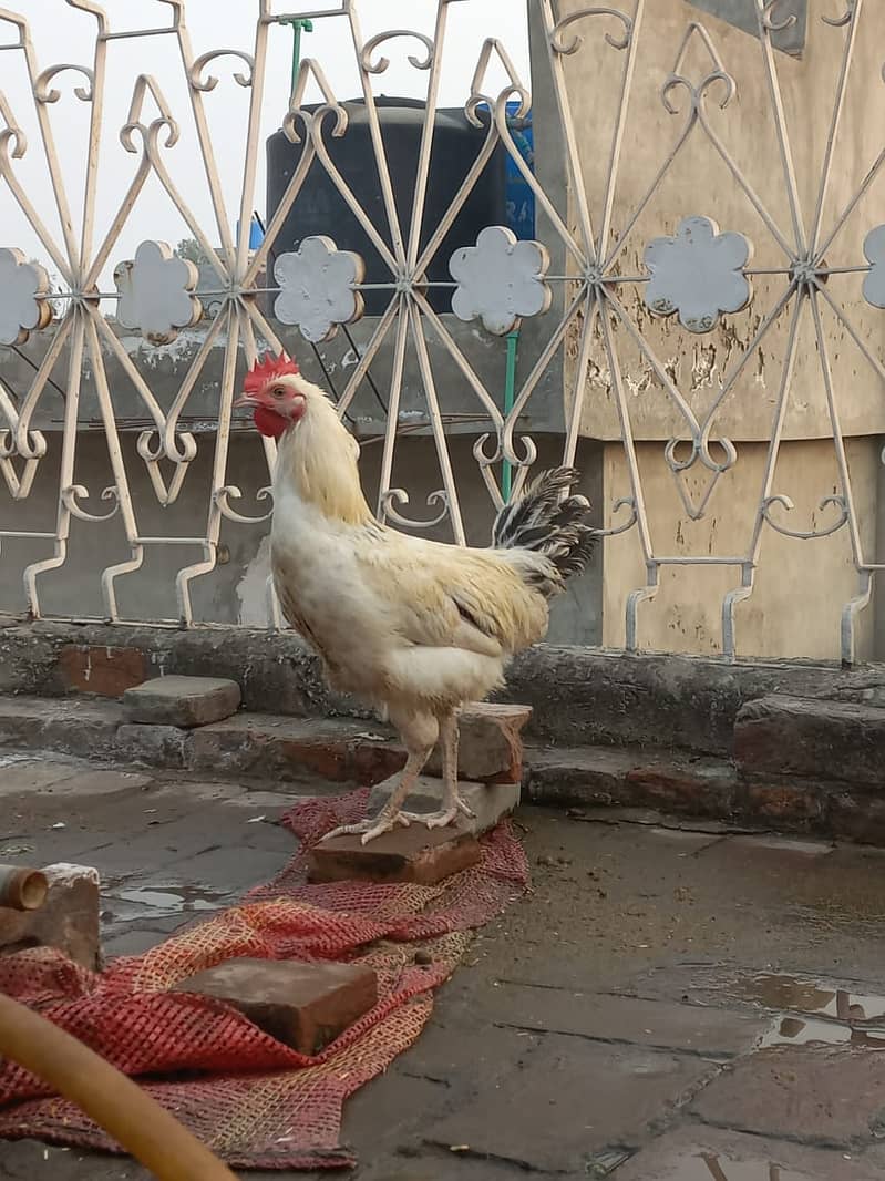 Golden Miris Male Hens For Sale 1