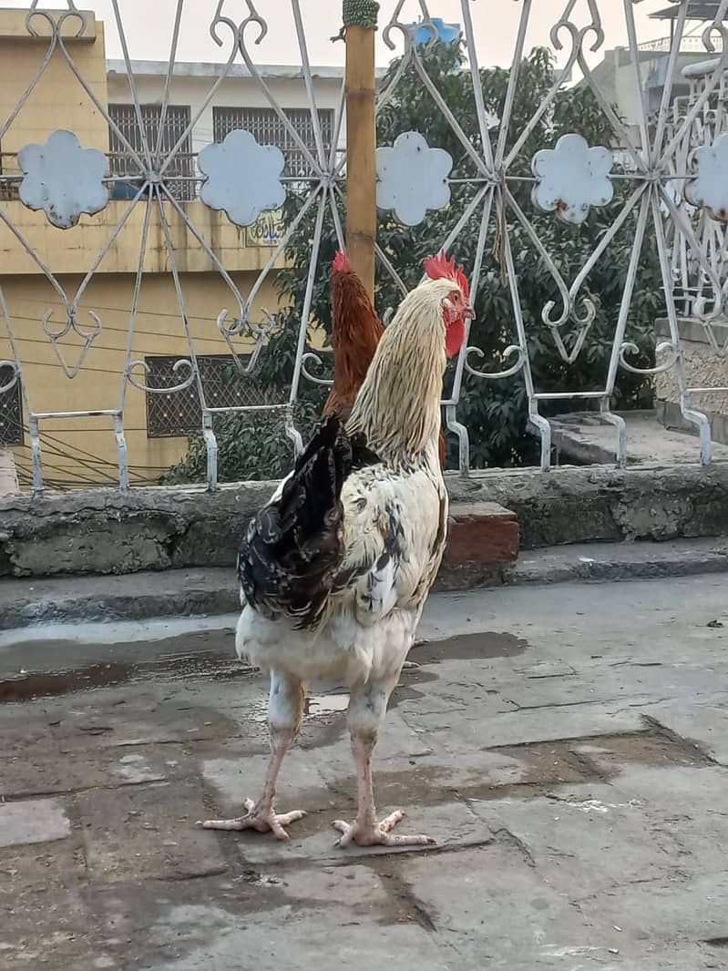 Golden Miris Male Hens For Sale 2