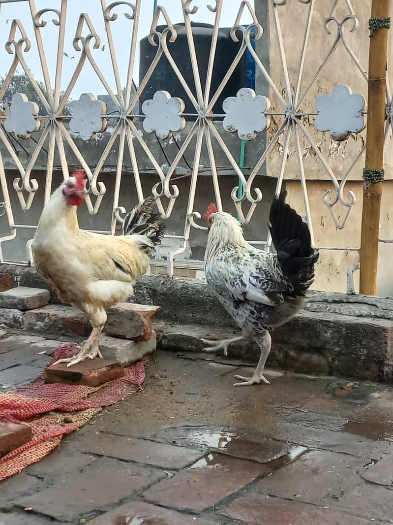 Golden Miris Male Hens For Sale 3